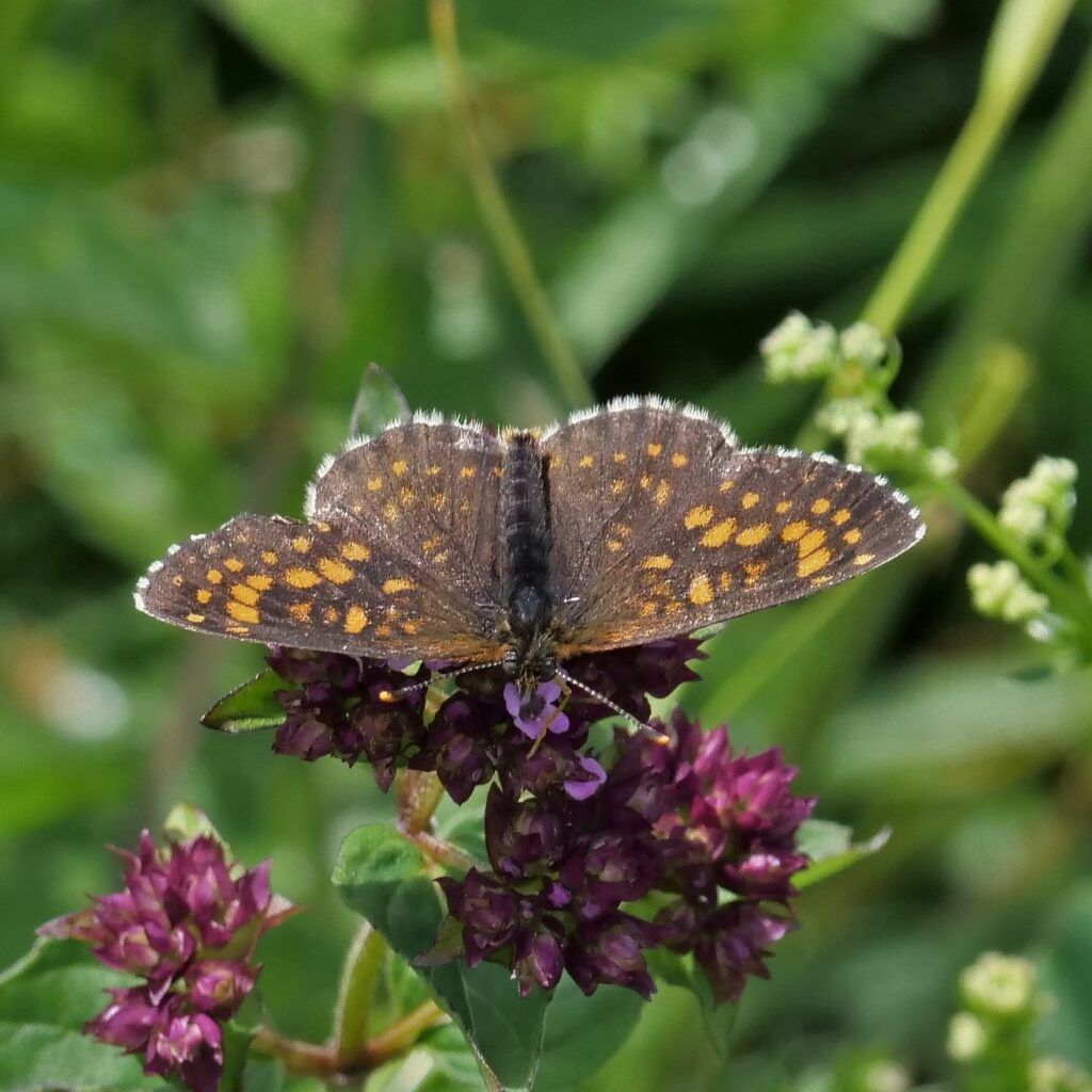 Baldrian-Scheckenfalter (Melitaea diamina)