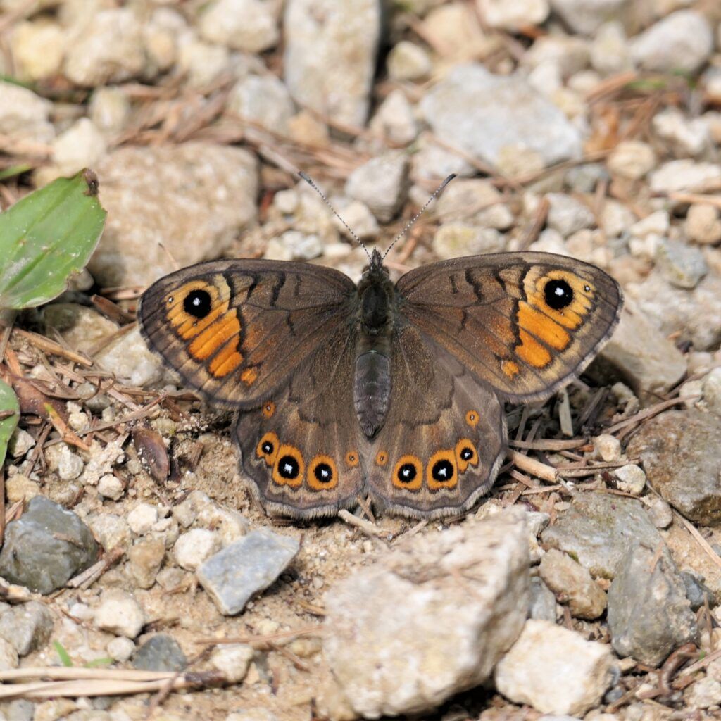 Braunscheckauge (Lasiommata petropolitana)