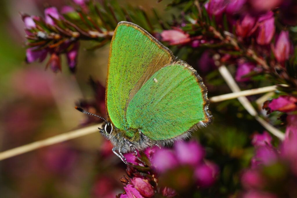 Grüner Zipfelfalter (Callophrys rubi)