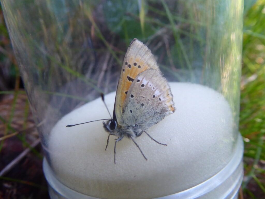 Dukatenfalter (Lycaena virgaureae)