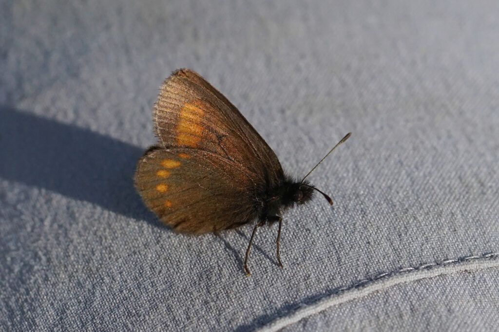 Unpunktierter Mohrenfalter (Erebia pharte)