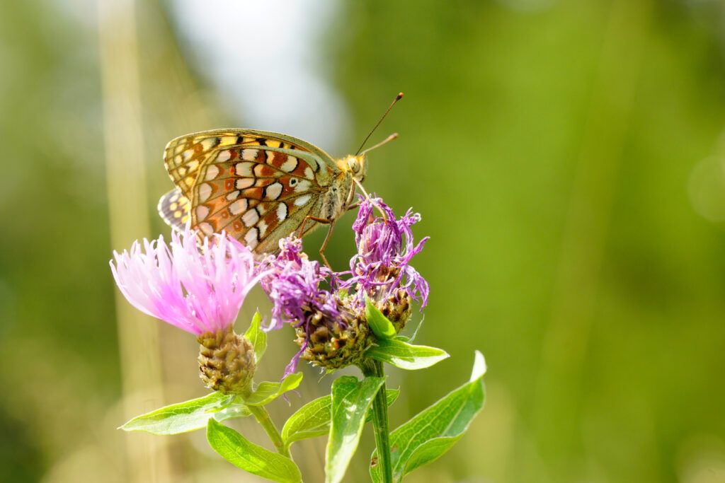 Mittlerer Perlmuttfalter (Fabriciana niobe)