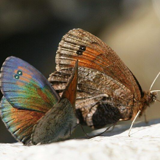 Schweizer Schillernder Mohrenfalter (Erebia tyndarus)