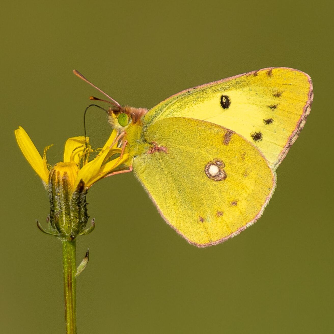 Wander-Gelbling (auch Postillon) genannt (Colias crocea)