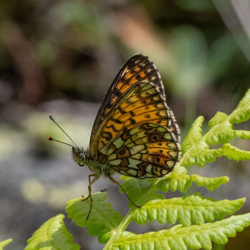 Braunfleckiger Perlmuttfalter (Boloria selene)