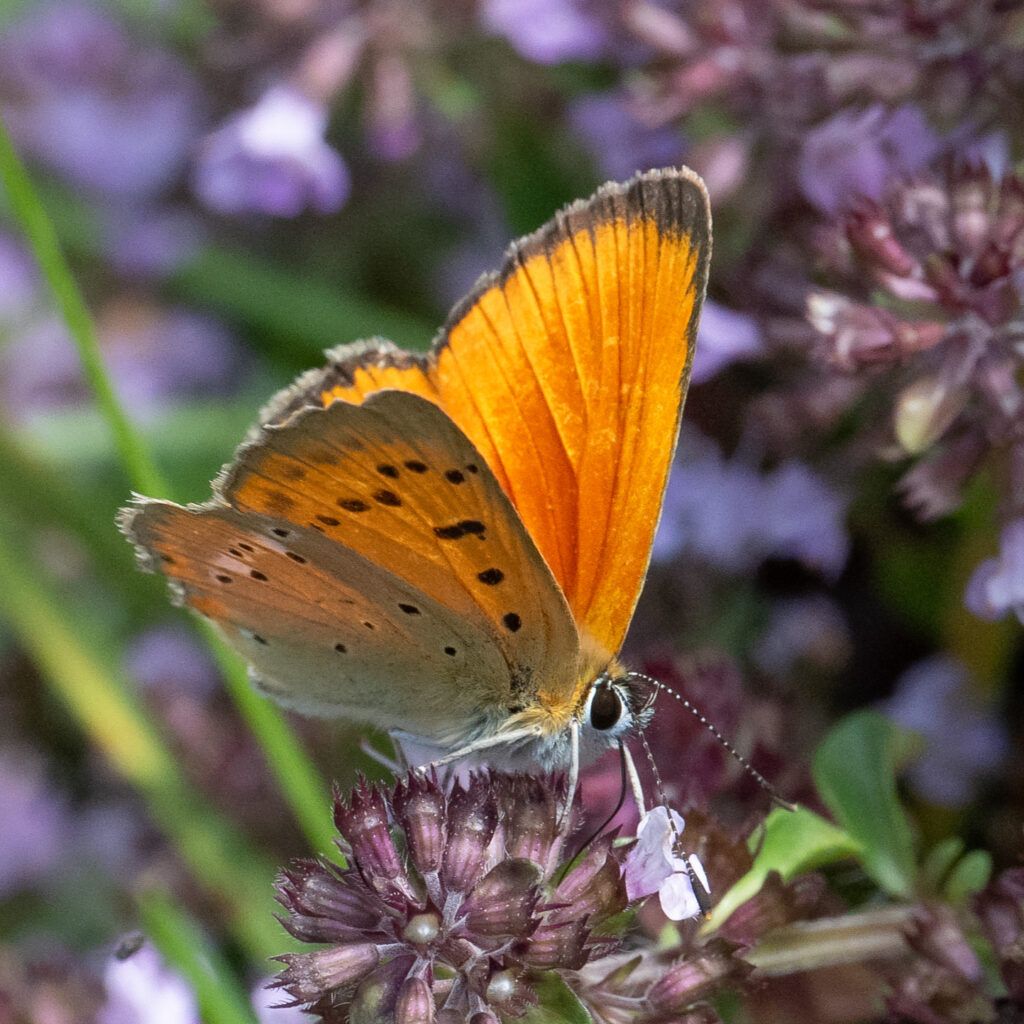 Dukatenfalter (Lycaena virgaureae)