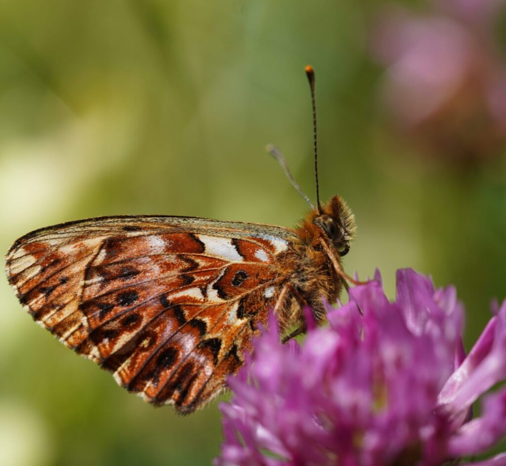 Natterwurz-Perlmuttfalter (Boloria titania)