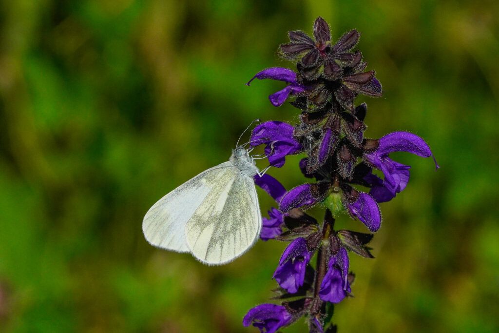 Senfweißling/Tintenfleckweißling (Leptidea sinapis/reali)