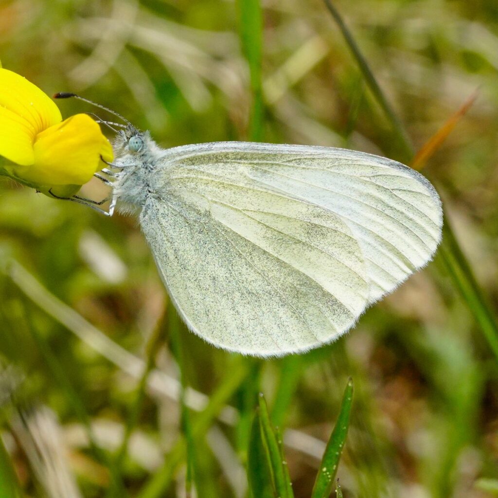 Senfweißling/Tintenfleckweißling (Leptidea sinapis/reali)