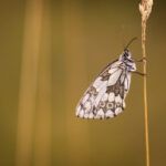 Schachbrettfalter (Melanargia galathea)