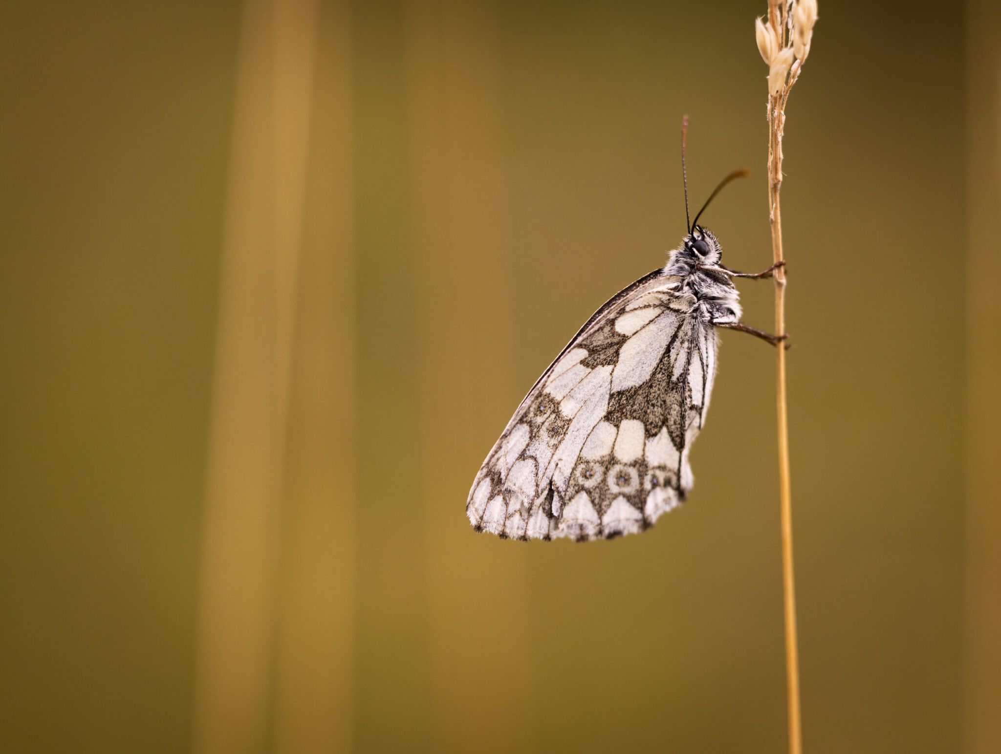 Schachbrettfalter (Melanargia galathea)