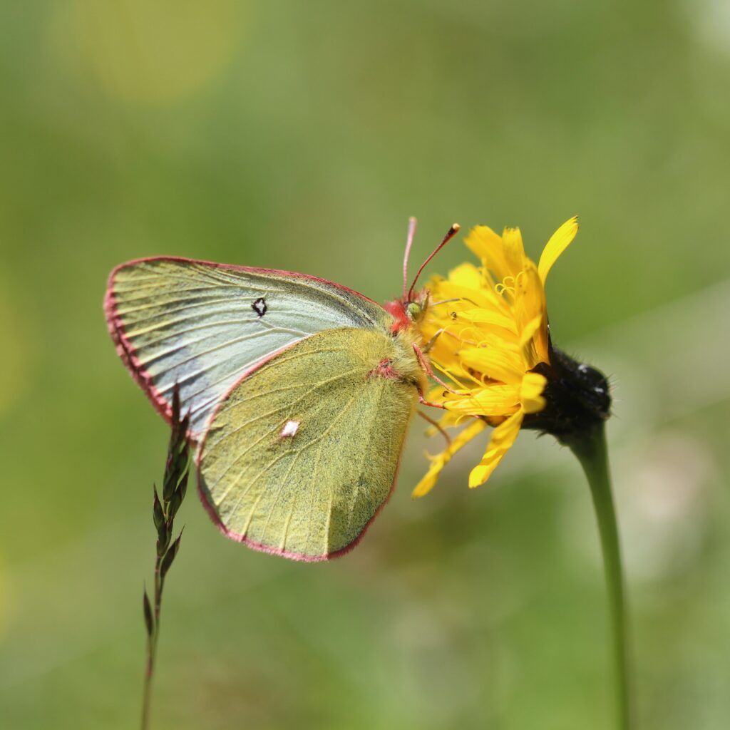 Alpen-Gelbling (Colias phicomone)