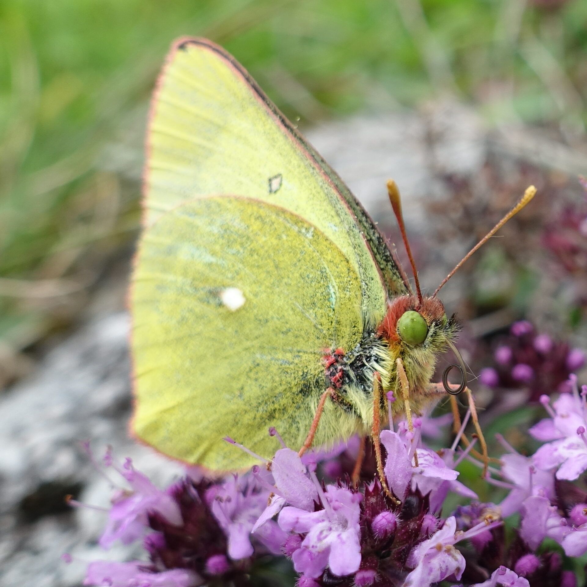 Hochmoor-Gelbling (Colias palaeno)