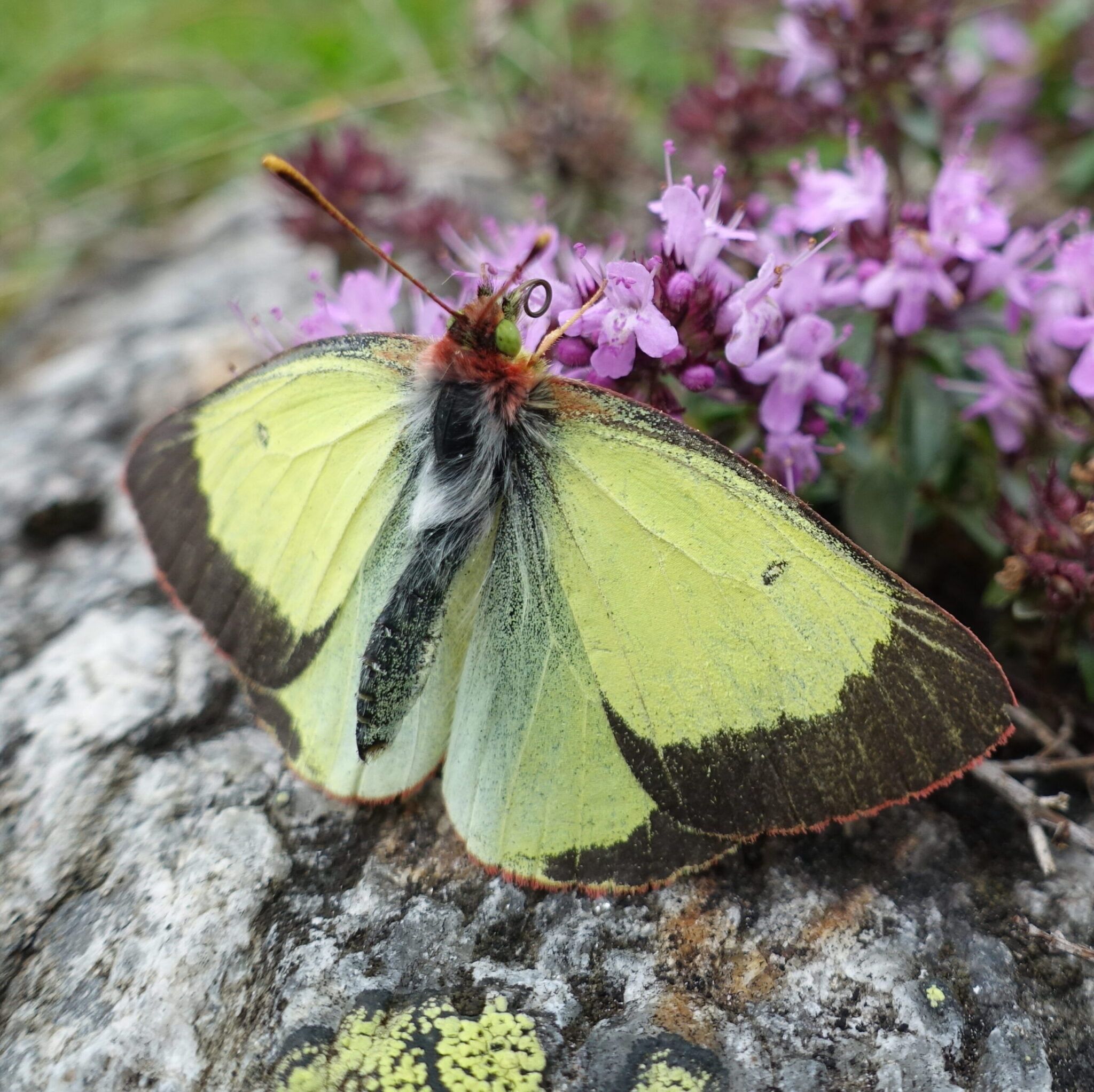 Hochmoor-Gelbling (Colias palaeno)