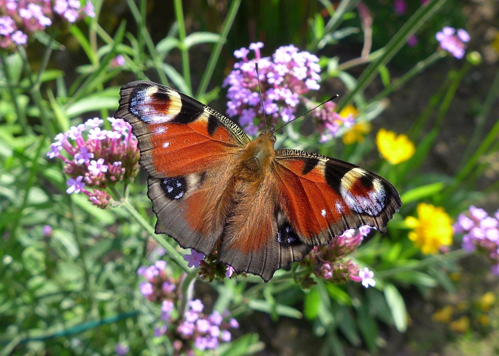 Tagpfauenauge (Inachis Io)