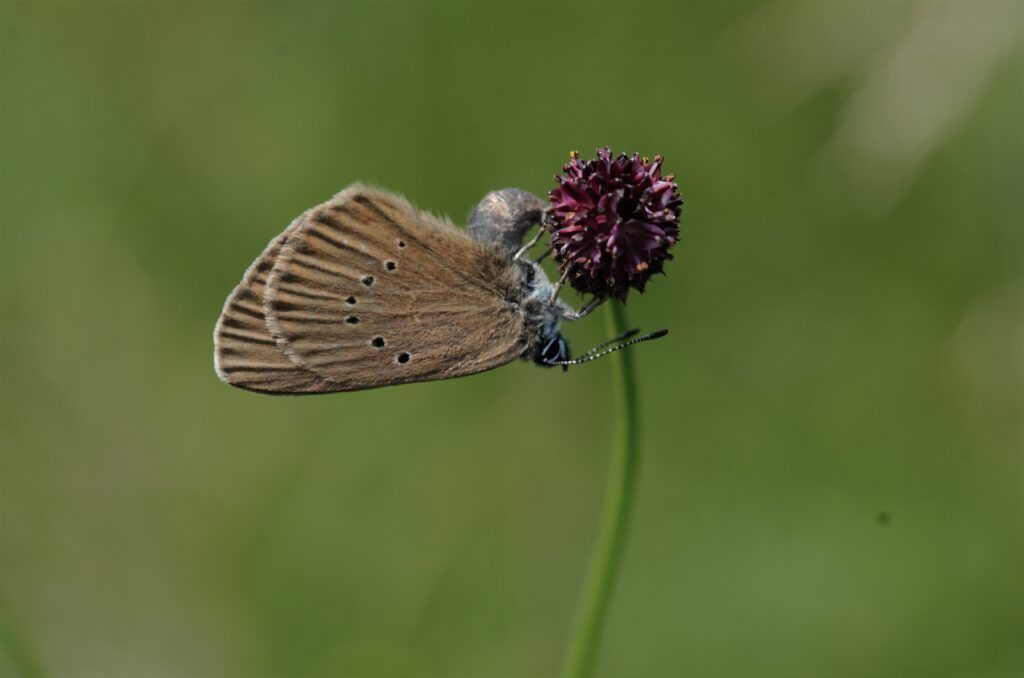 Dunkler Wiesenknopf-Ameisenbläuling (Phengaris nausithous) auf einer Blüte des Großen Wiesenknopfs