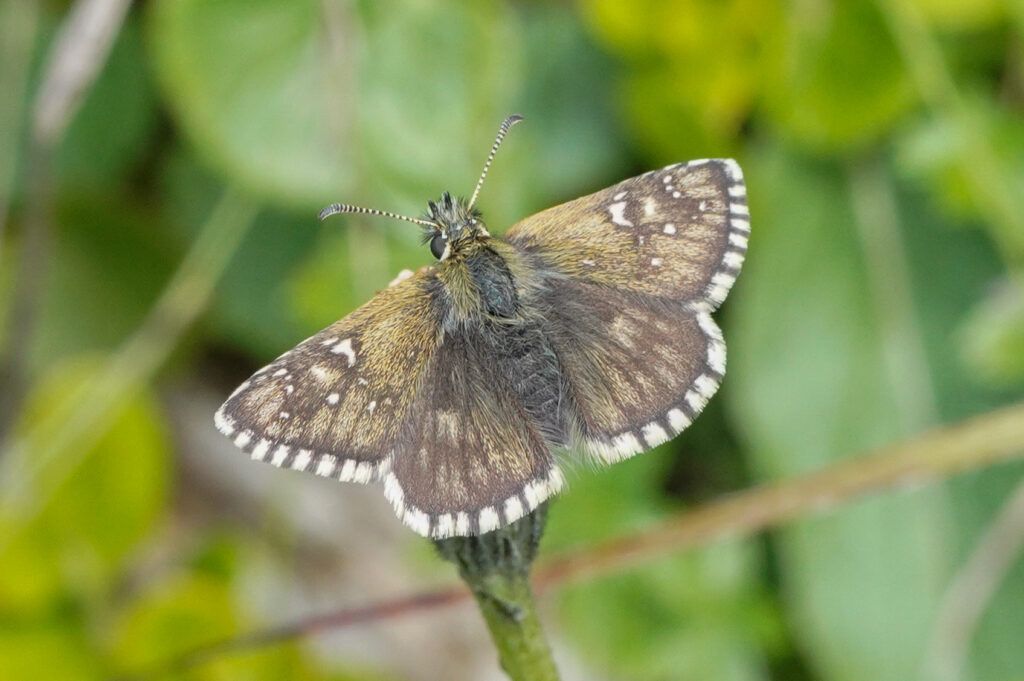 Schwarzbrauner Würfel-Dickkopffalter (Pyrgus serratulae)