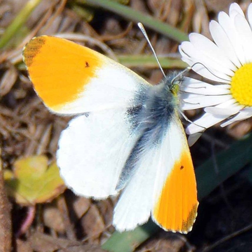 Aurorafalter (Anthocharis cardamines)