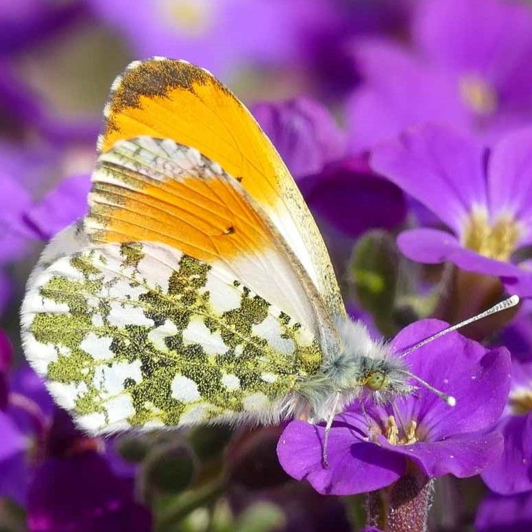 Aurorafalter (Anthocharis cardamines)