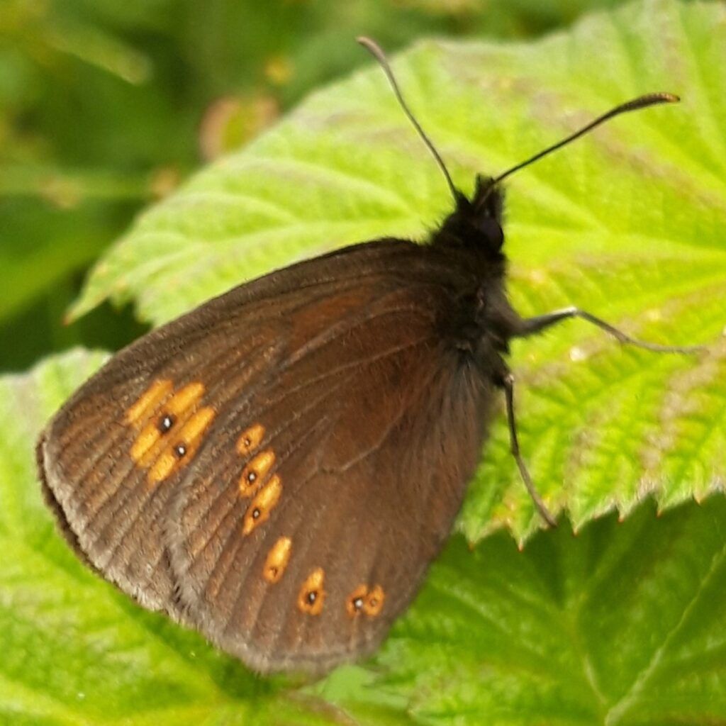 Mandeläugiger Mohrenfalter (Erebia alberganus) oder Gelbäugiger Mohrenfalter