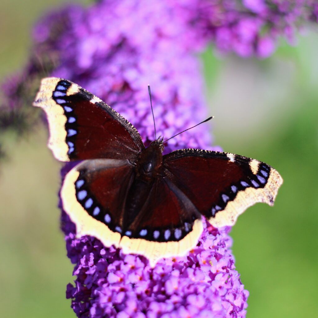 Trauermantel auf Flieder