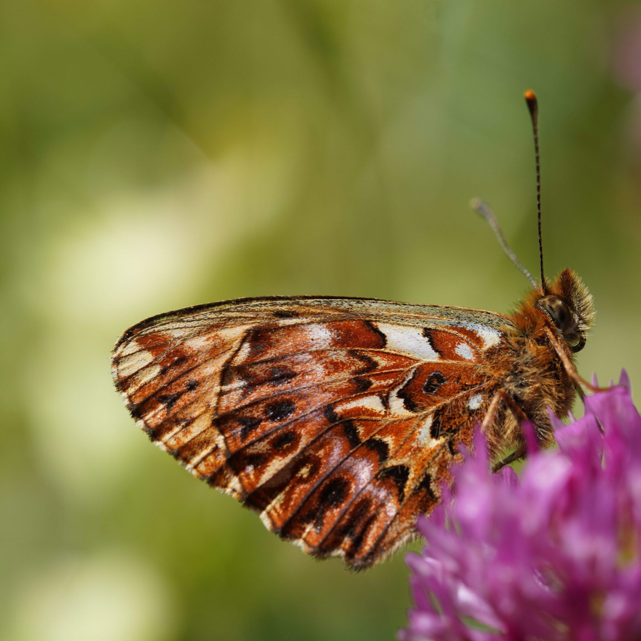 Natterwurz-Perlmuttfalter (Boloria titania)