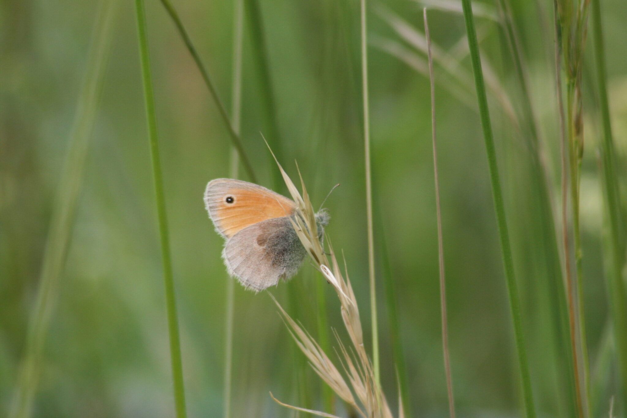 Kleines Wiesenvögelchen (Coenonympha pamphilus)