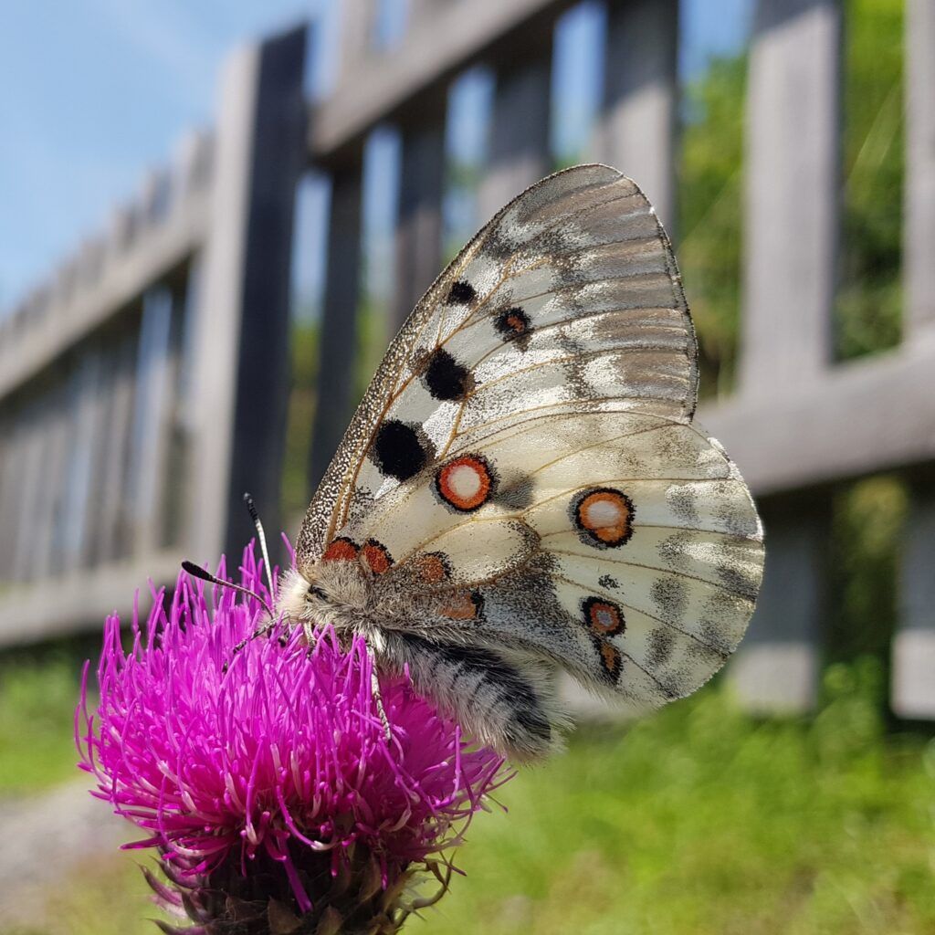 Parnassius apollo