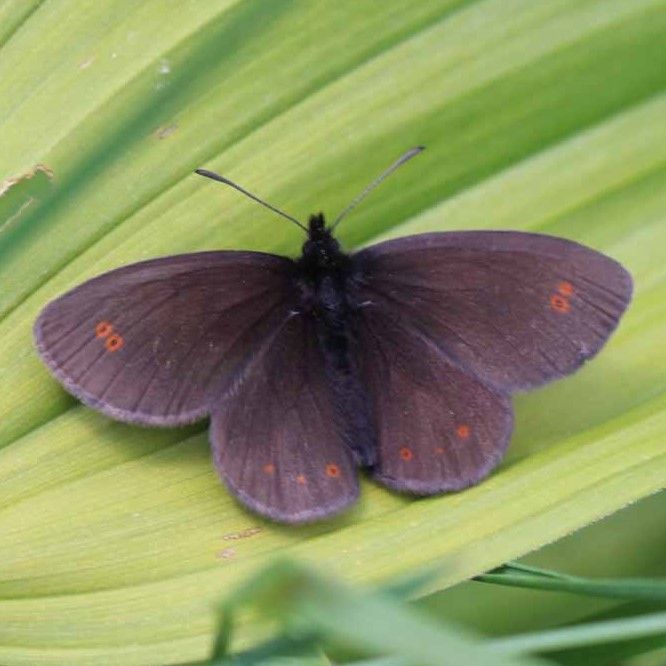 Doppelaugen-Mohrenfalter Erebia oeme