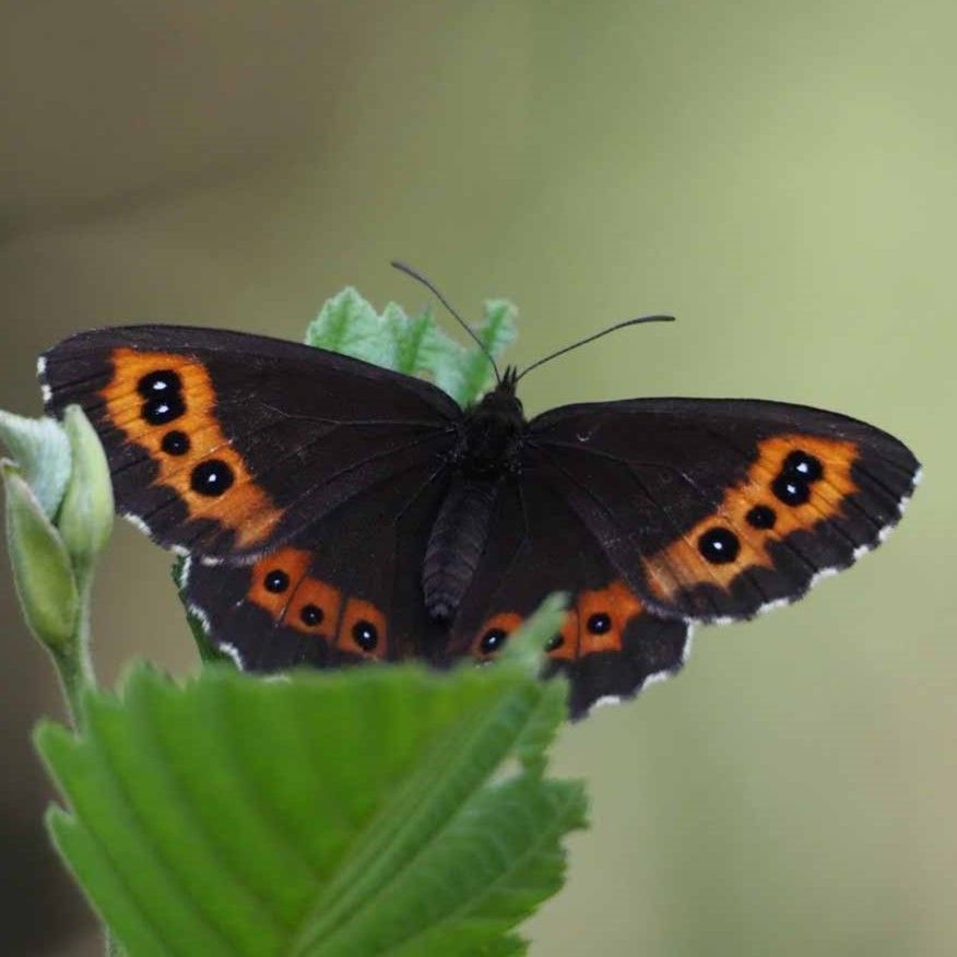 Weißbindiger Mohrenfalter Erebia ligea
