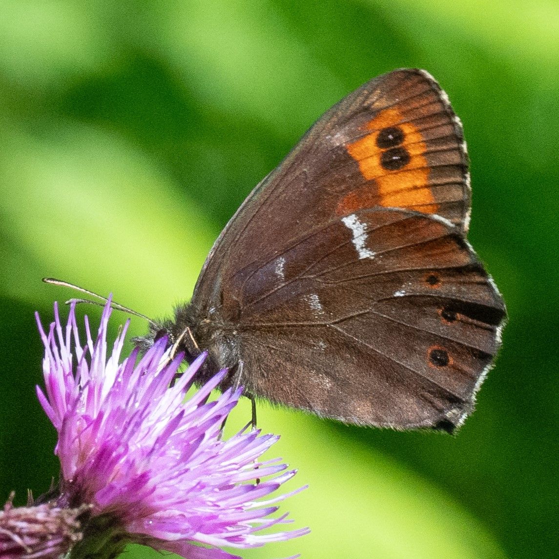 Weißbindiger Mohrenfalter (Erebia ligea)