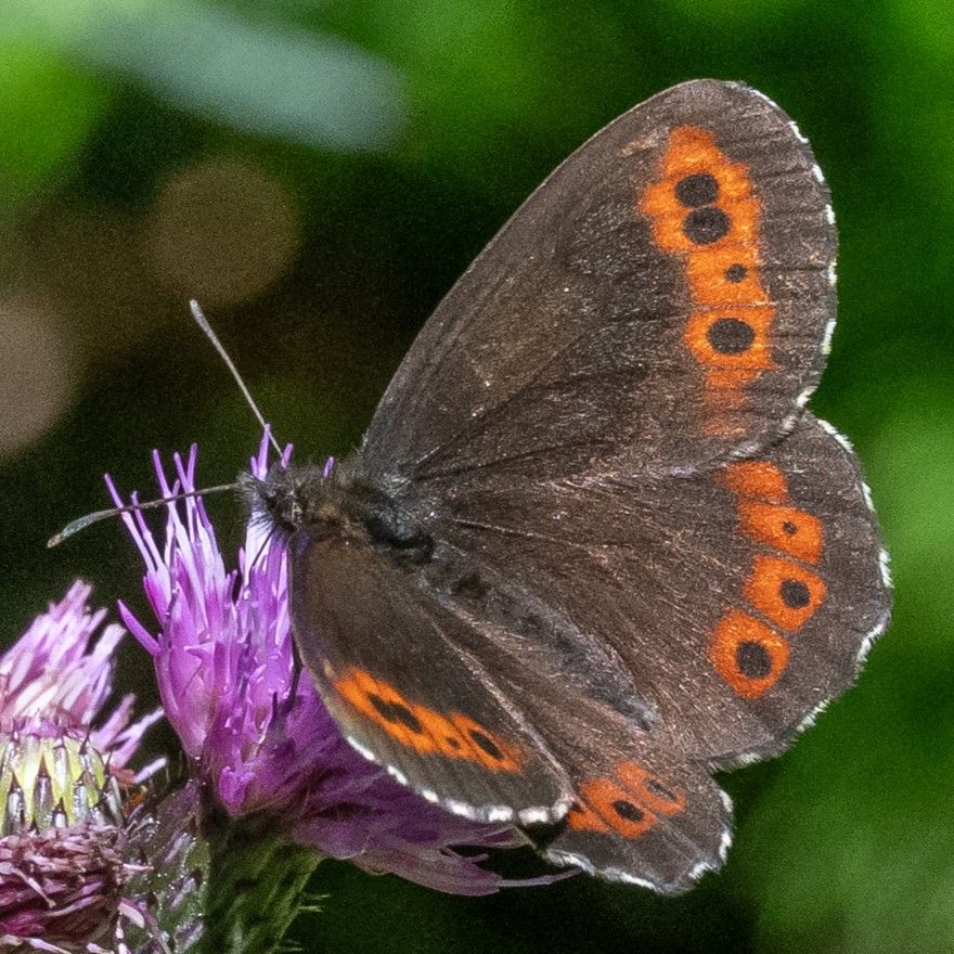 Weißbindiger Mohrenfalter (Erebia ligea)