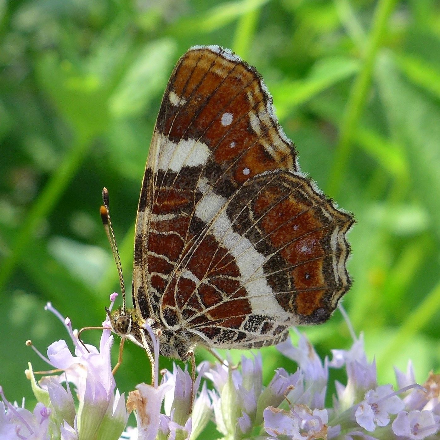 Landkärtchen 
Araschnia levana