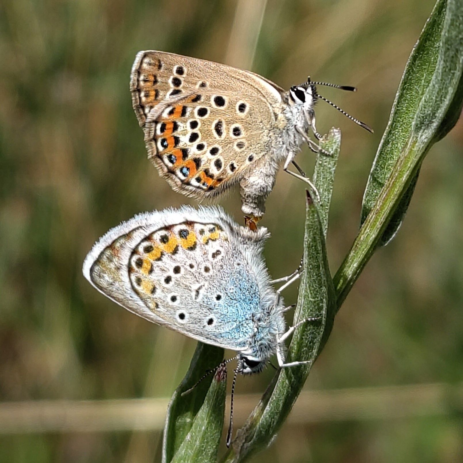 Argusbläuling Plebejus argus