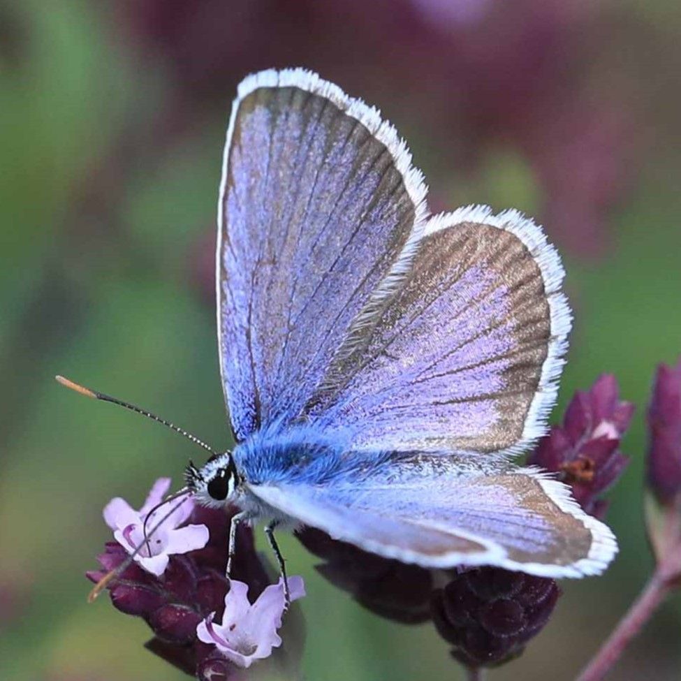 Argusbläuling Plebejus argus