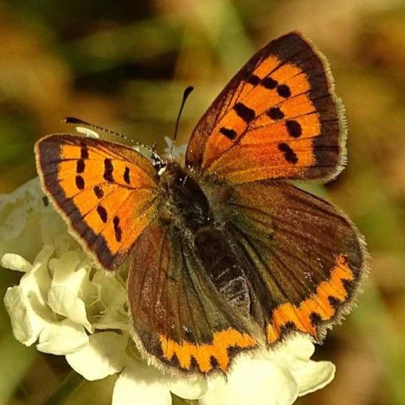 Kleiner Feuerfalter Luc