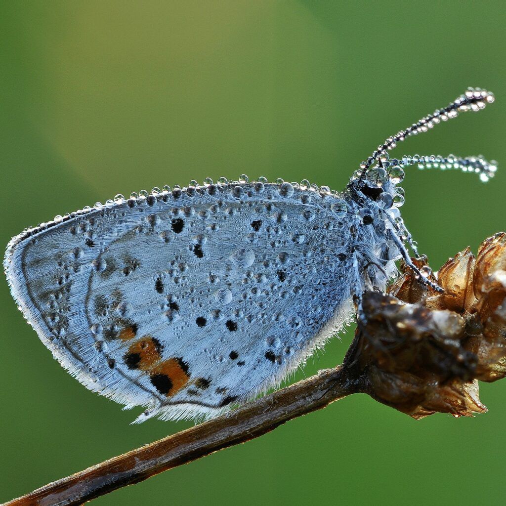 Kurzschwänziger Bläuling - Cupido argiades