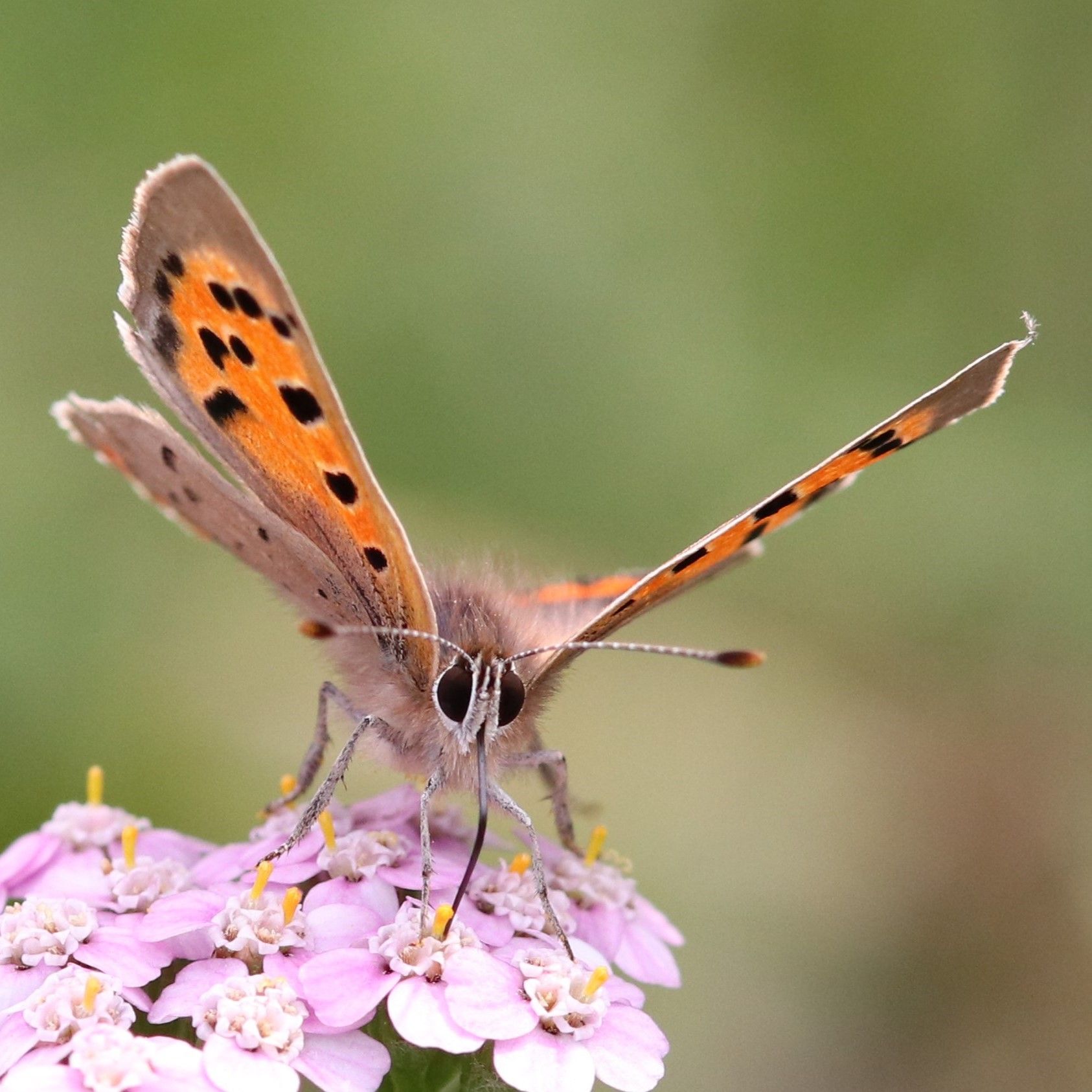 Kleiner Feuerfalter Lycaena phlaeas