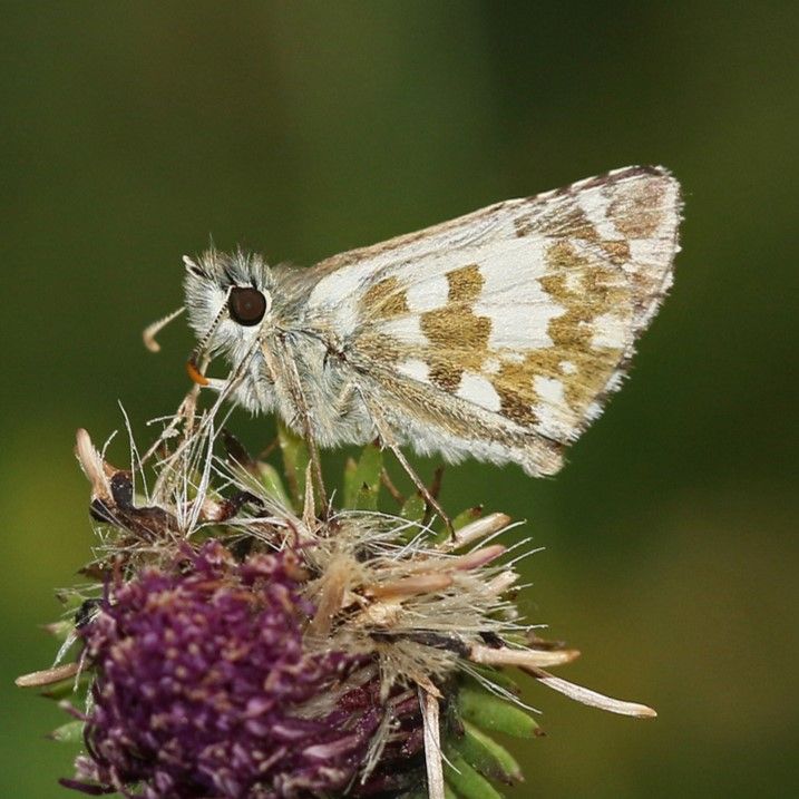 Sonnenröschen-Würfel-Dickkopffalter (Pyrgus alveus)