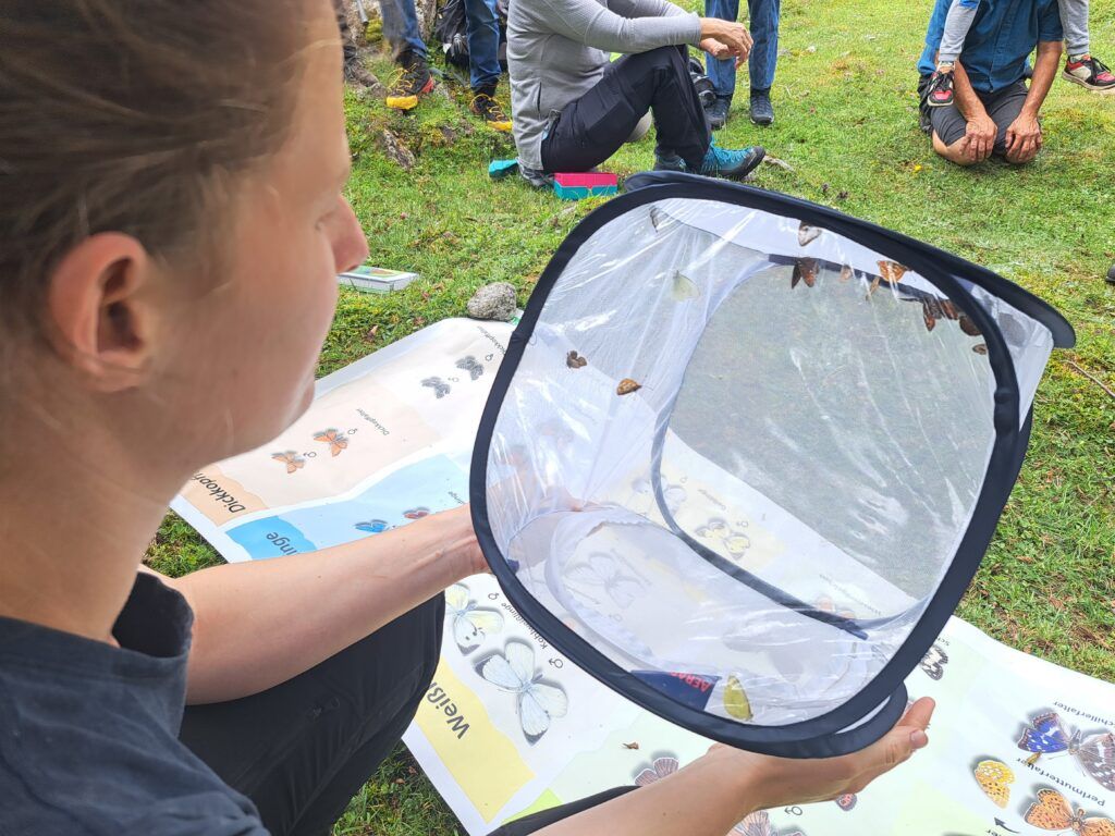 Schmetterlinge zur Bestimmung Exkursion Valsertal 2025