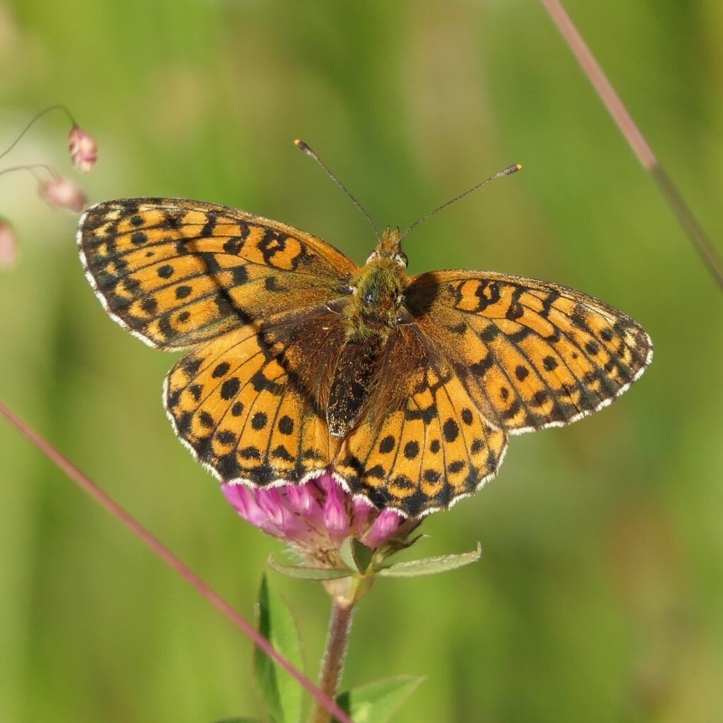 Mädesüß Perlmutterfalter Brenthis ino