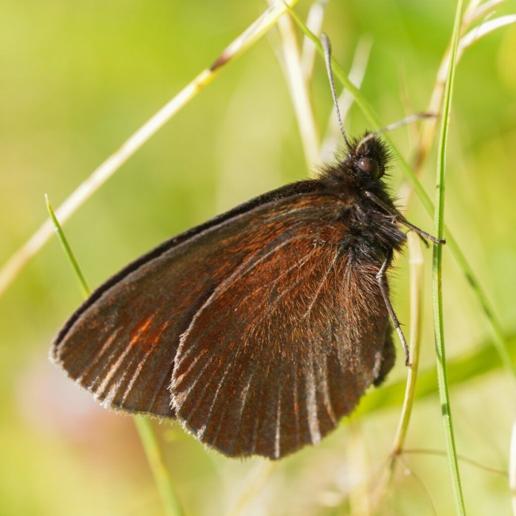 Knochs Mohrenfalter - Erebia epiphron
