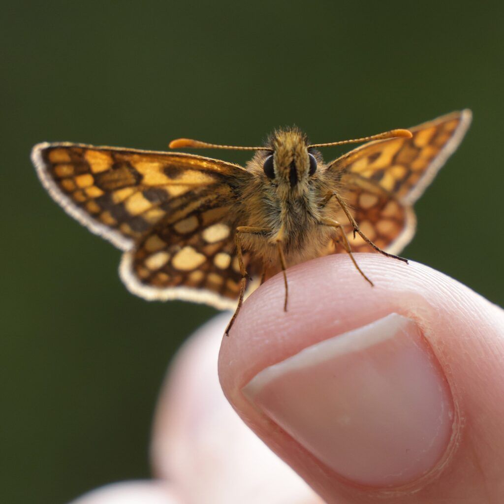 Gelbwürfeliger Dickkopfalter Carterocephalus palaemon