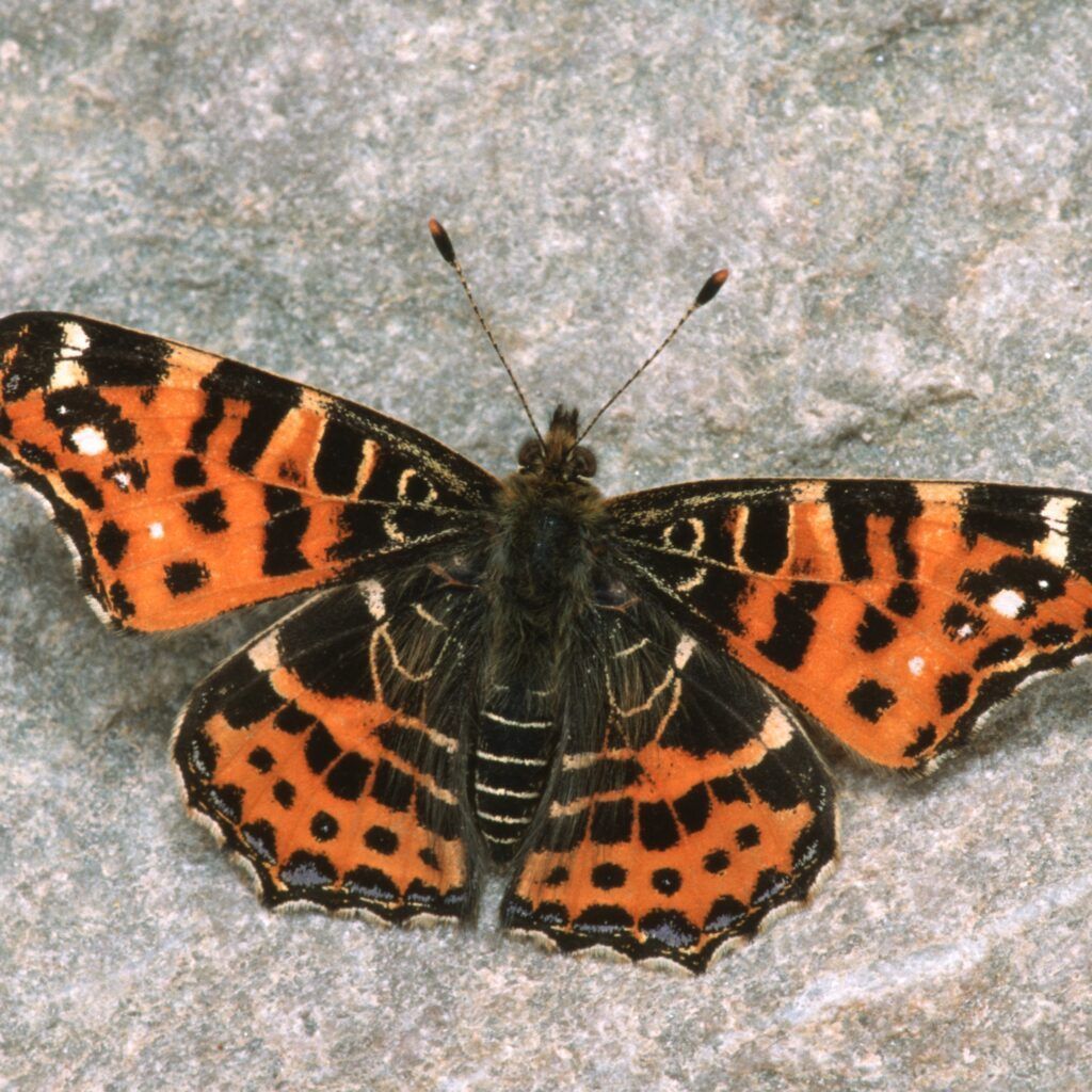 Landkärtchen 
Araschnia levana