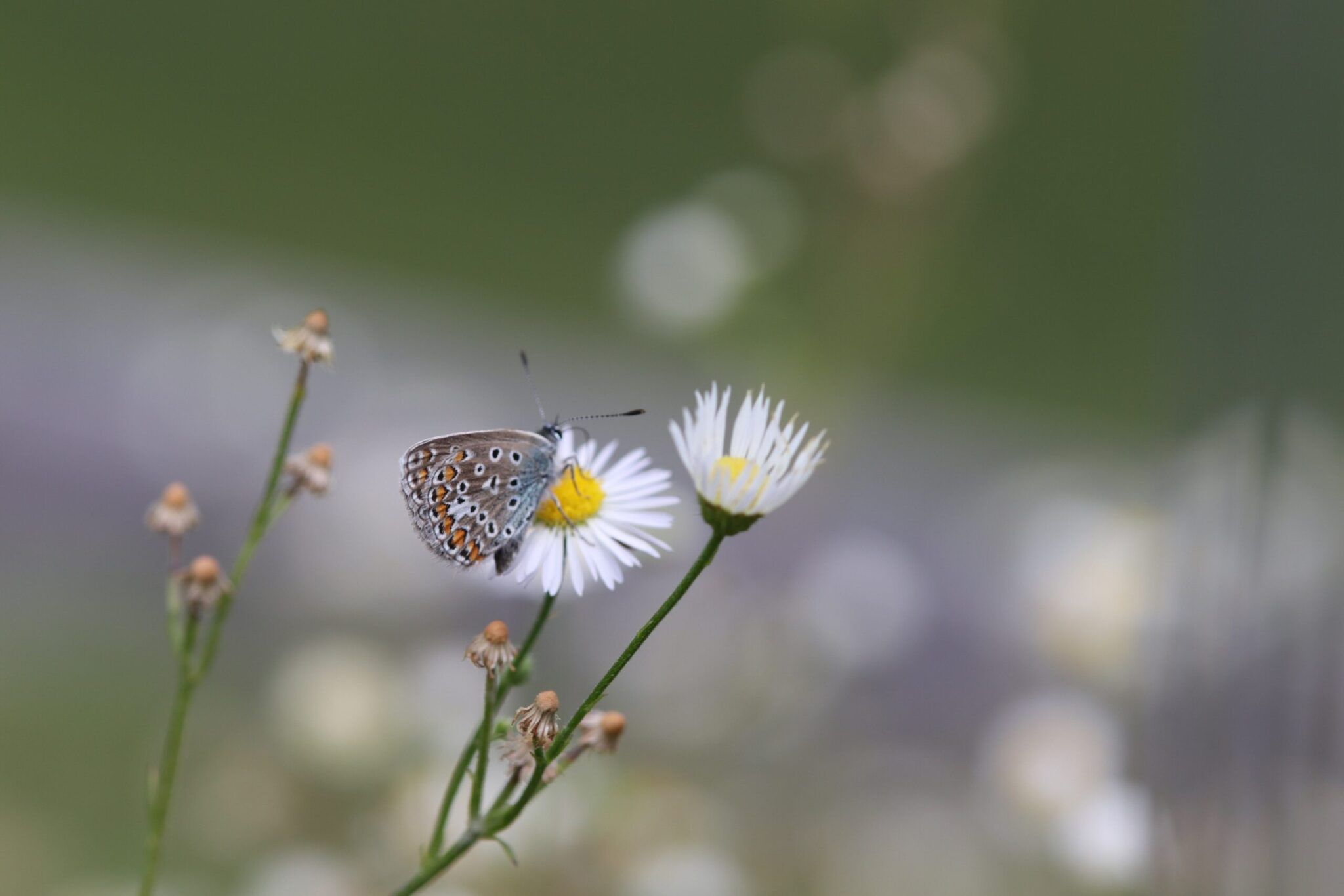 Citizen Science und klassische Forschung sind keine Gegensätze