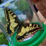 Viel-Falter Exkursion Rheindelta 2023 - Schwalbenschwanz Papilio machaon