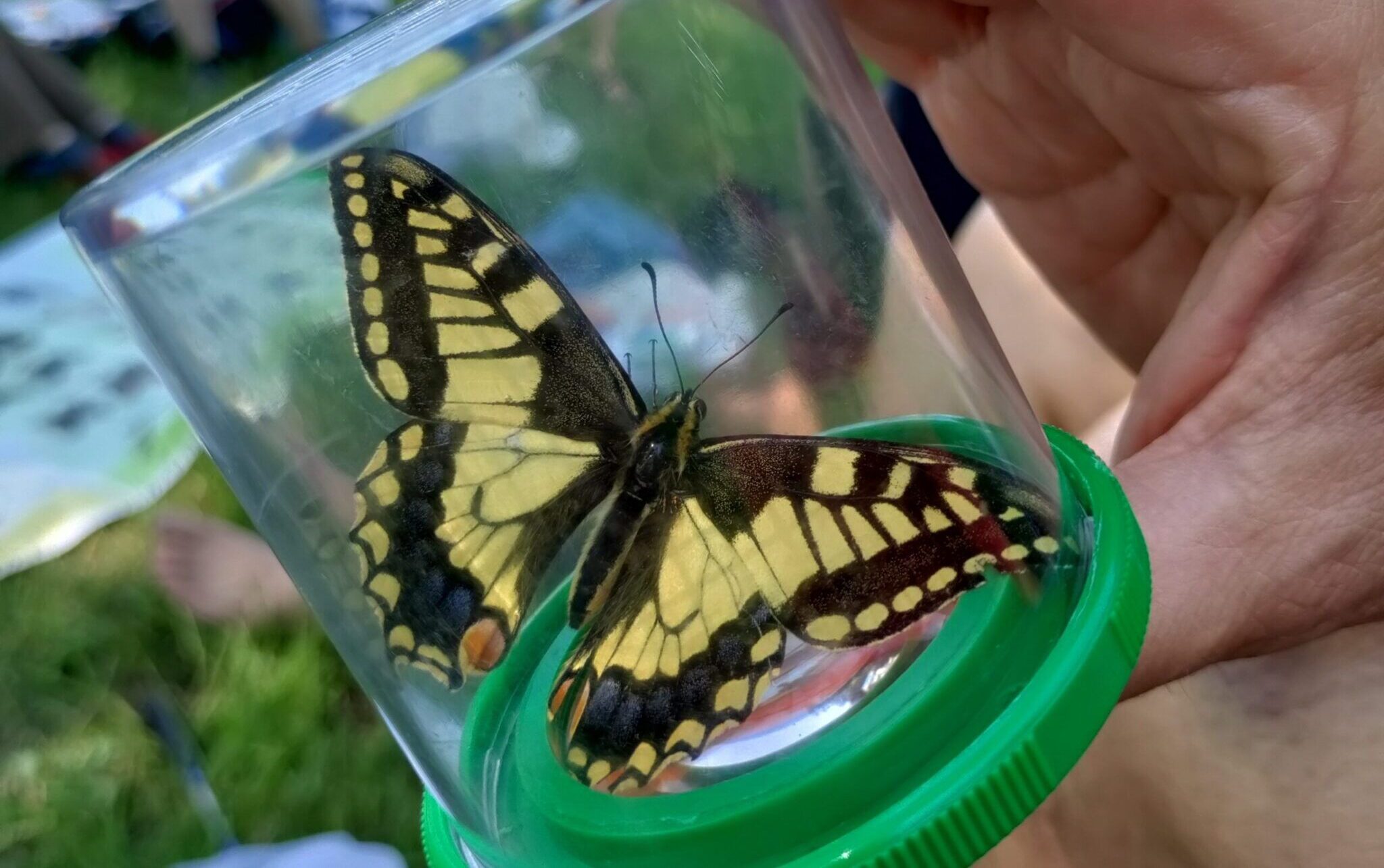 Viel-Falter Exkursion Rheindelta 2023 - Schwalbenschwanz Papilio machaon