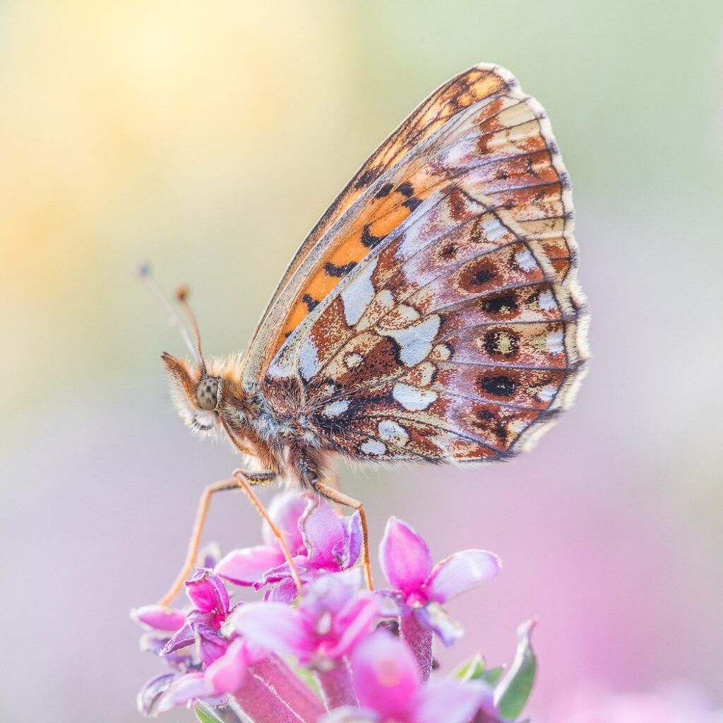 Magerrasen-Perlmutterfalter - Boloria dia