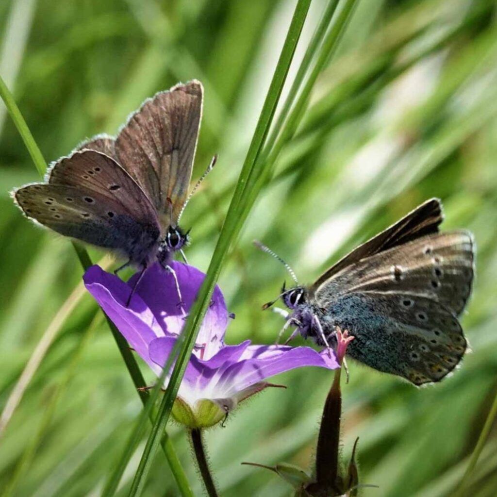 Storchschnabel-Bläuling - Eumedonia eumedon