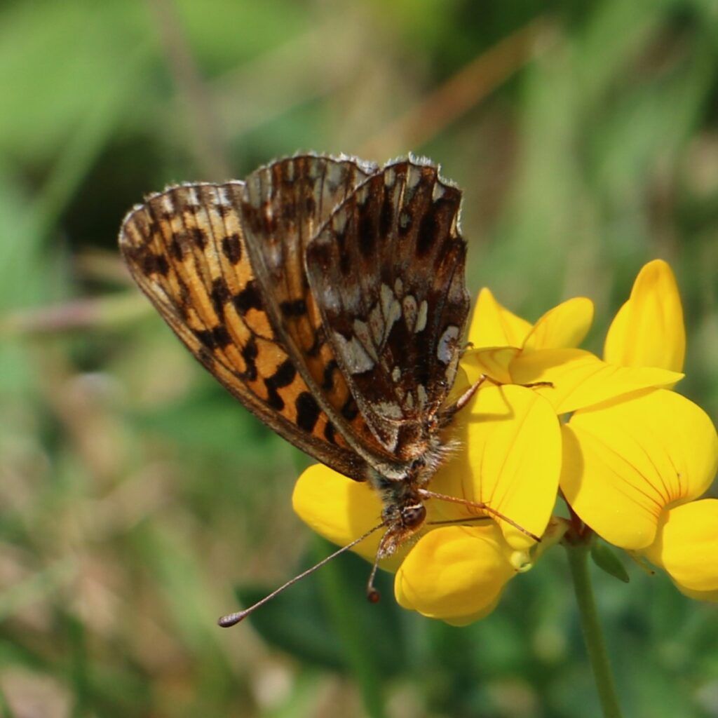 Magerrasen-Perlmuttfalter - Boloria dia